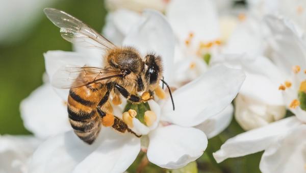 A pollinator's garden, tips for saving endangered bees